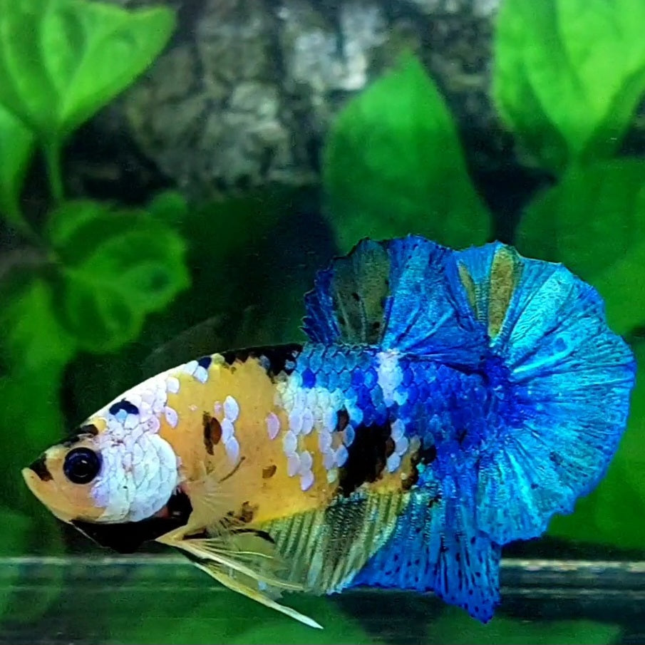 Yellow Galaxy Blue HMPK Male