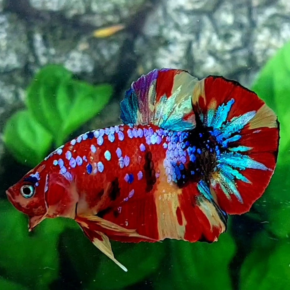 Multicolor Red Galaxy HMPK Male