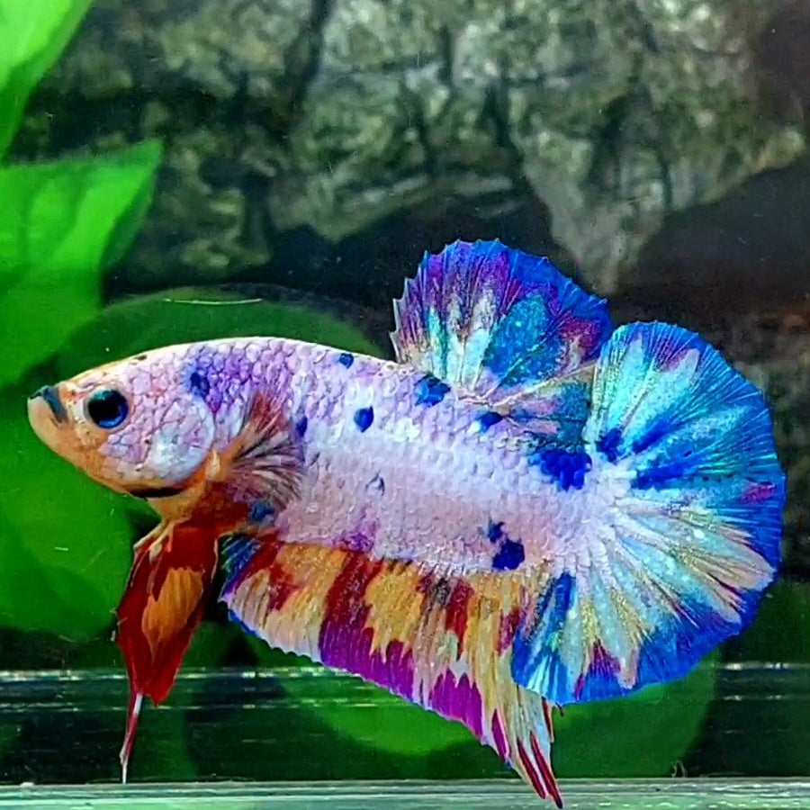 Multicolor Candy HMPK Male