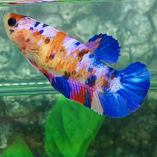 Multicolor Candy Galaxy HMPK Female For Sorority / Breed