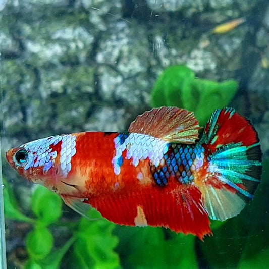 Multicolor Red Galaxy HMPK Female For Sorority / Breed