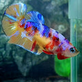 Multicolor Galaxy HMPK Female For Sorority Tank/Breed