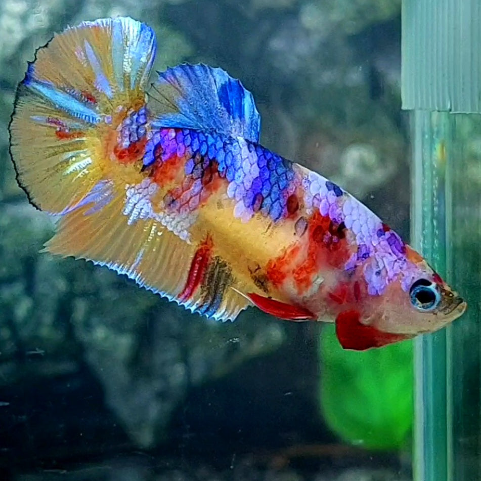 Multicolor Galaxy HMPK Female For Sorority Tank/Breed