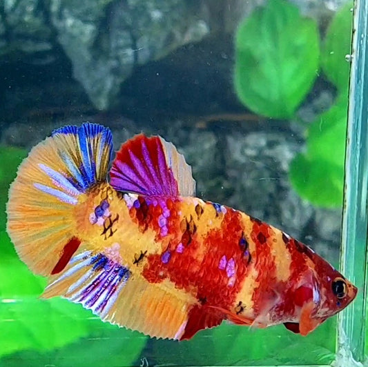 Yellowbase Candy Galaxy HMPK Female For Sorority / Breed