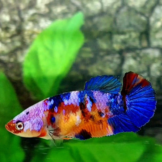 Multicolor Pink Candy Galaxy HMPK Female For Sorority / Breed