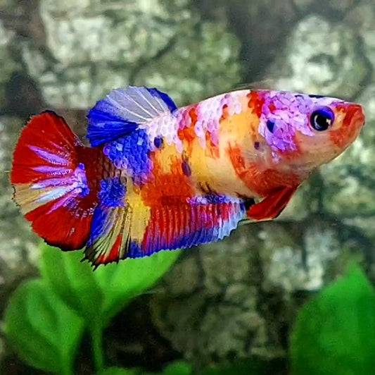 Multicolor Pink Candy Galaxy HMPK Female For Sorority / Breed