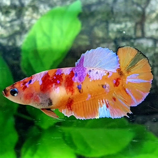 Orange Purple Pink Candy Galaxy HMPK Female For Sorority Tank/Breed