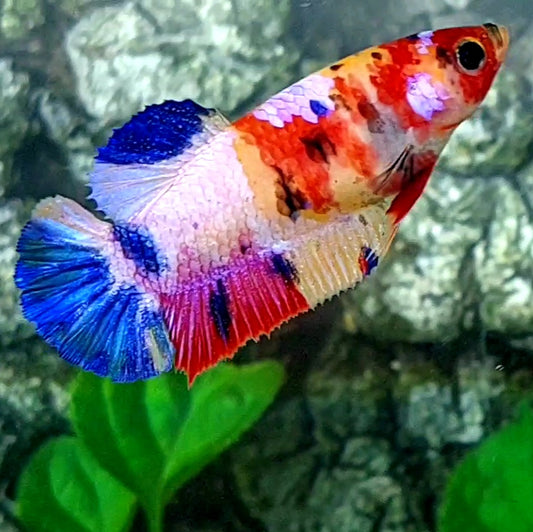 Multicolor Pink Candy Galaxy HMPK Female For Sorority / Breed