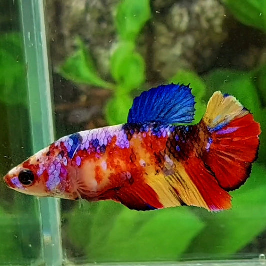 Multicolor Galaxy HMPK Female For Sorority Tank/Breed