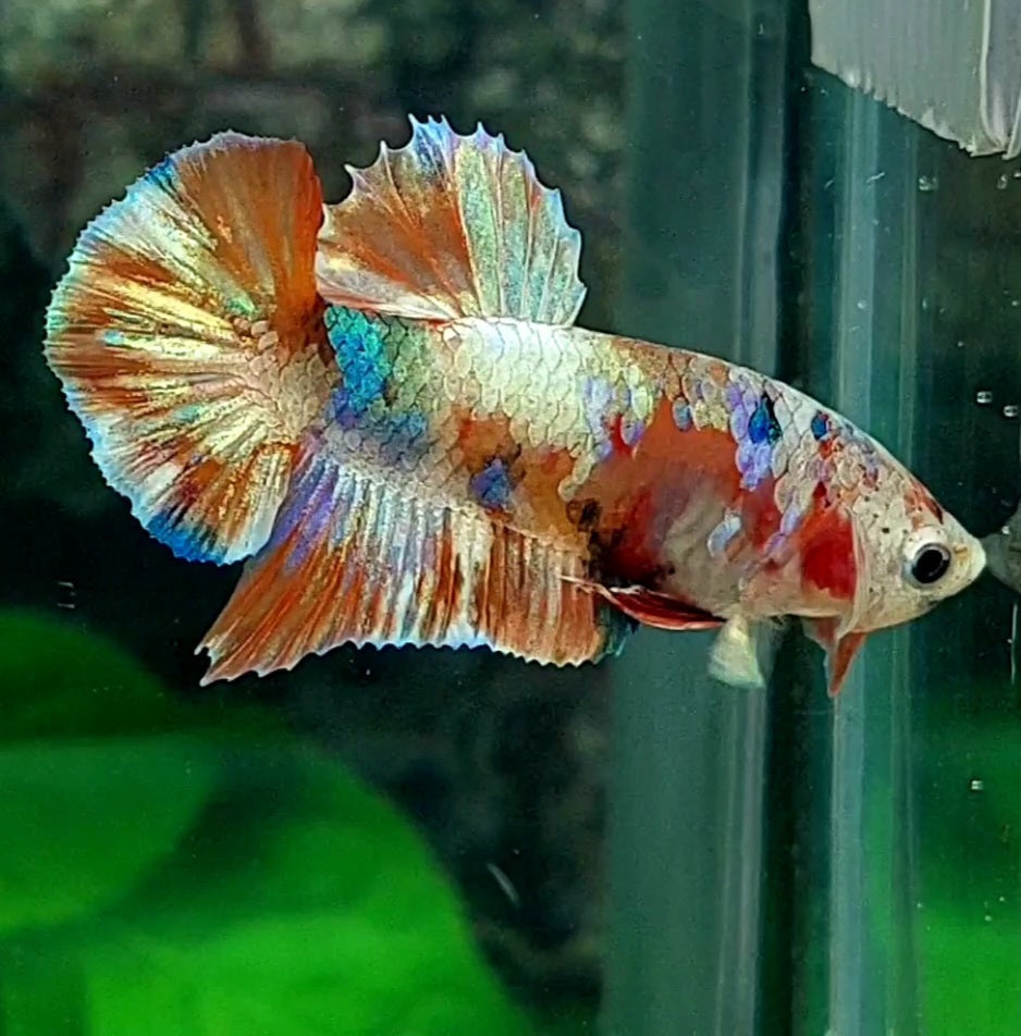 Multicolor Candy Gold HMPK Male