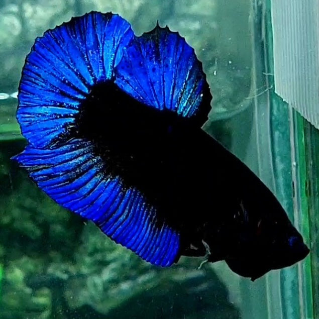 Blue Black Light HMPK Male