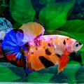 Multicolor Pink Candy Galaxy HMPK Male