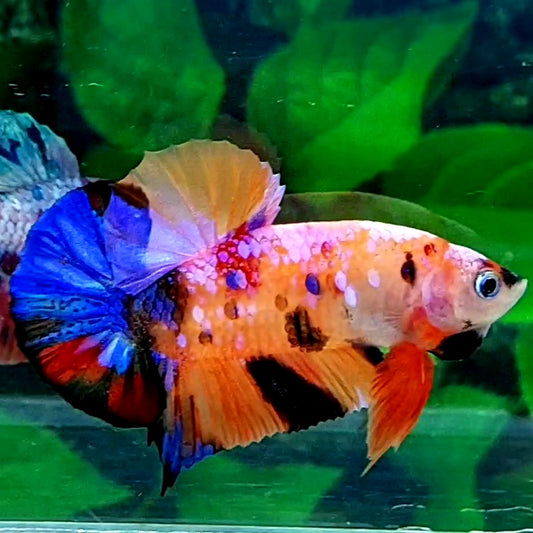 Multicolor Pink Candy Galaxy HMPK Male