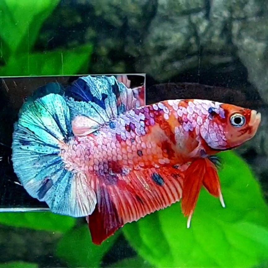 Multicolor Pink Candy Galaxy HMPK Male