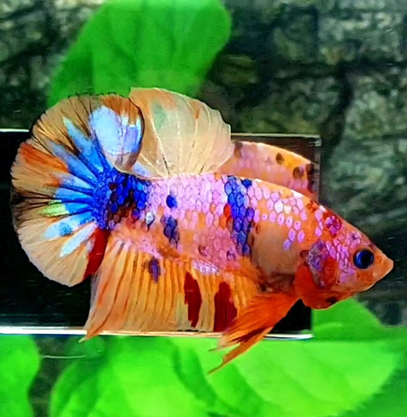 Multicolor Pink Candy Galaxy HMPK Male