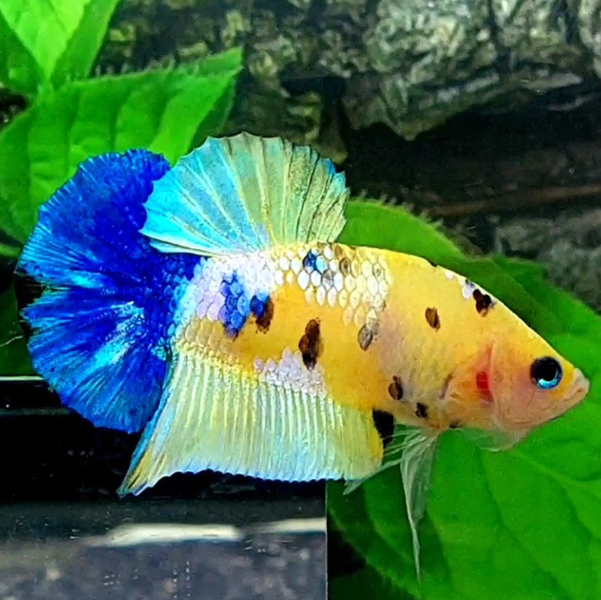 Yellow Blue Tiger Galaxy HMPK Male