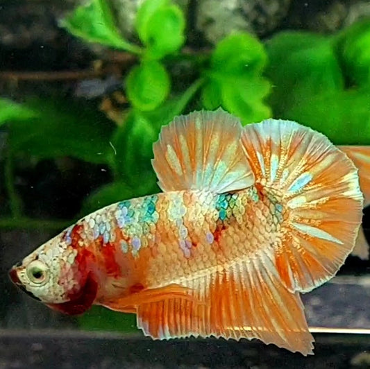 Multicolor Candy Gold Green HMPK Male