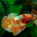 Multicolor Candy Gold HMPK Male
