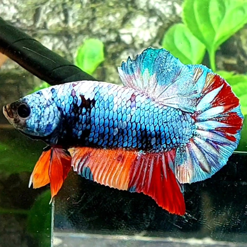 Multicolor Avatar HMPK Male