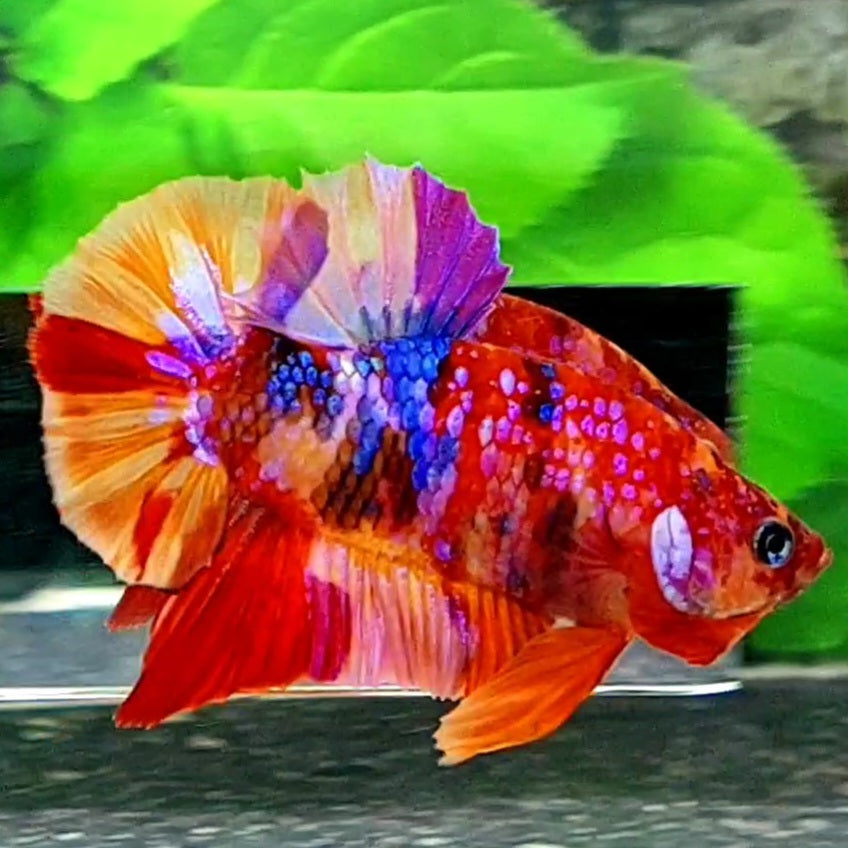 Red Multicolor Galaxy HMPK Male