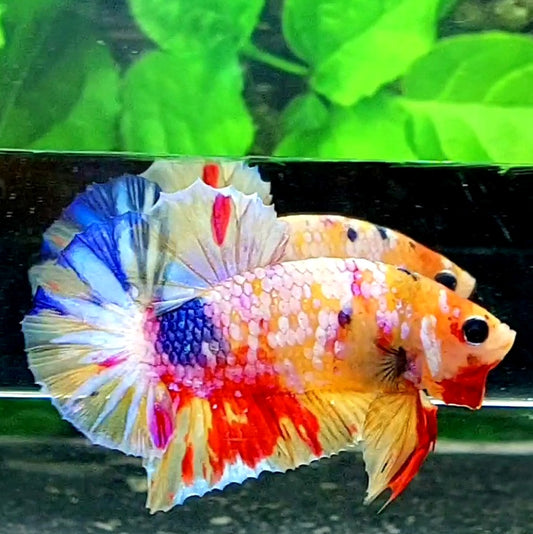 Multicolor Yellowbase Pink Galaxy HMPK Male