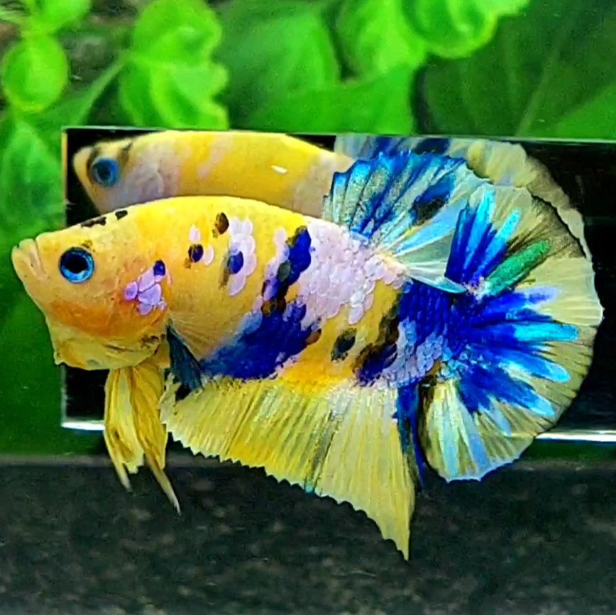 Yellow Blue Pink Galaxy HMPK Male