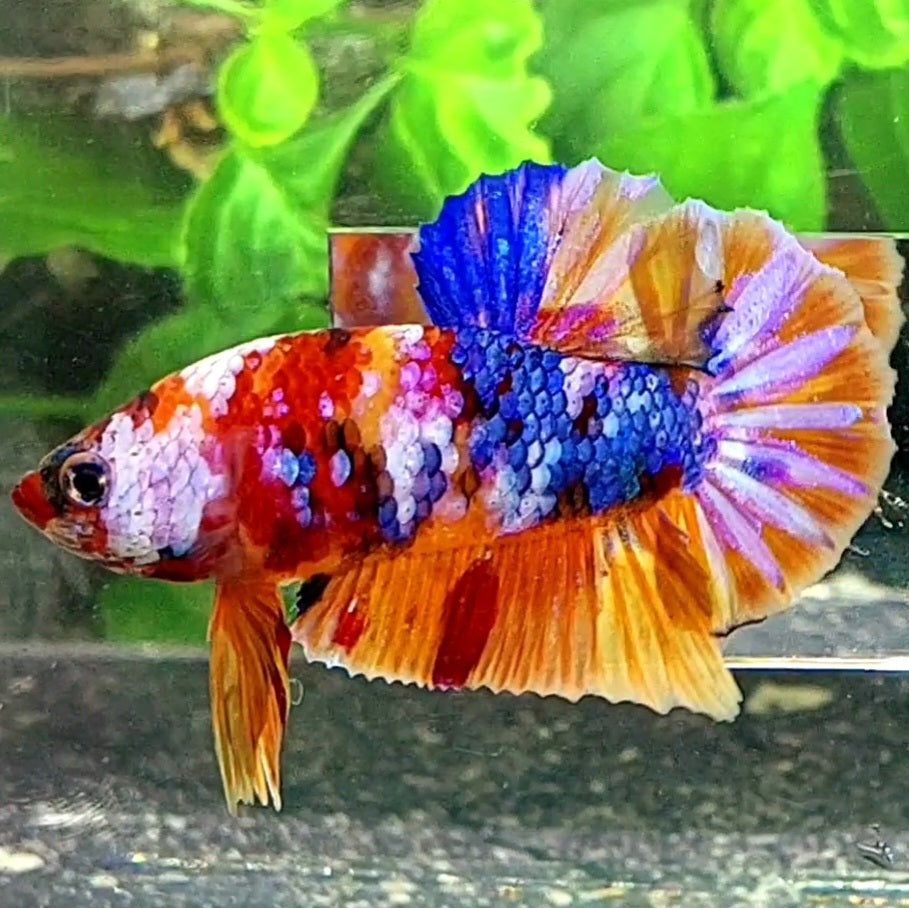 Multicolor Candy Galaxy HMPK Male