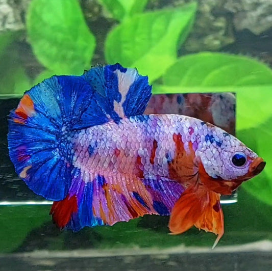 Multicolor Pink Purple Candy HMPK Male