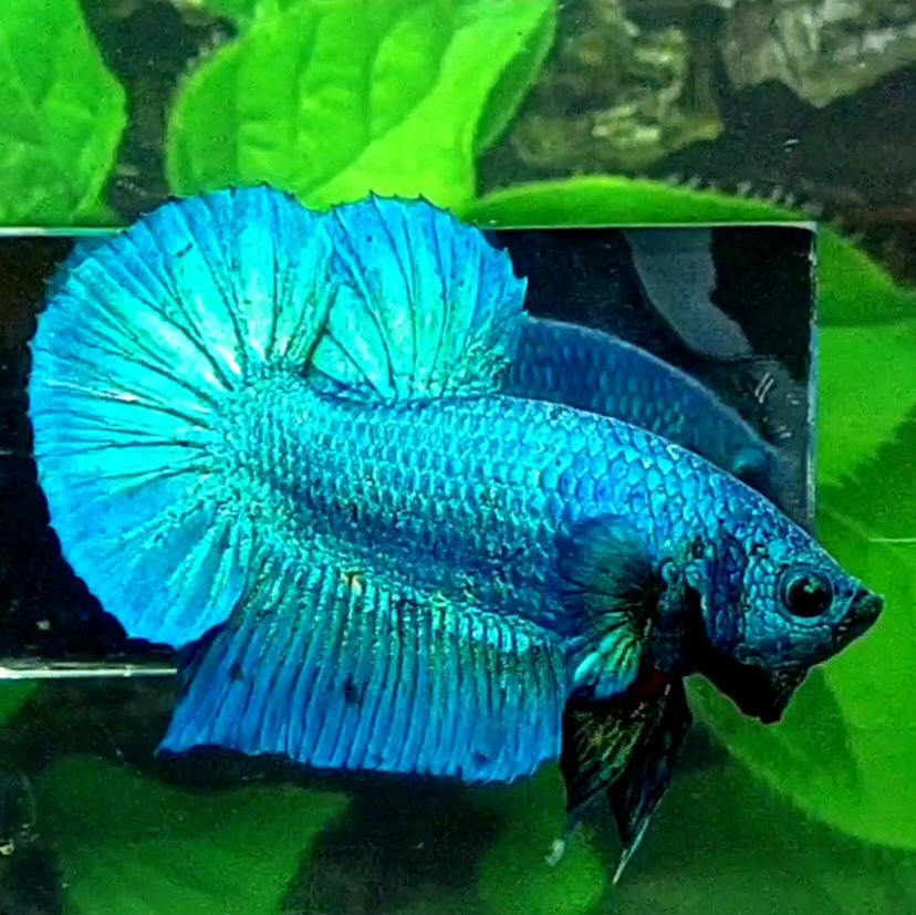 Solid Turquoise HMPK Male