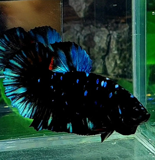 Black Star Galaxy HMPK Male