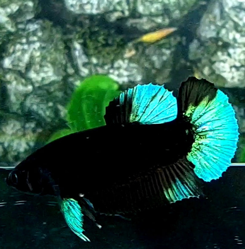 Turquoise Black Light HMPK Female For Sorority / Breed