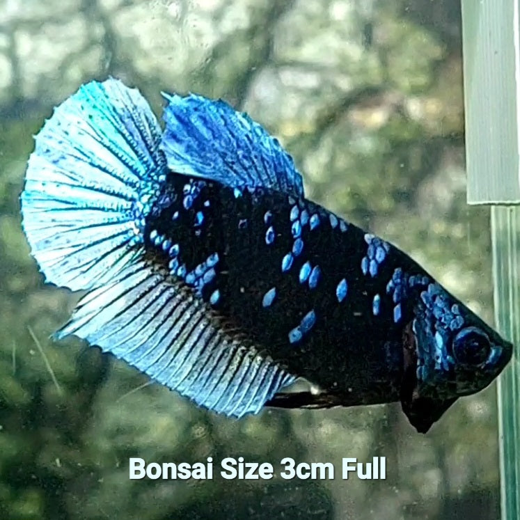 Shortbody Bonsai Steel Blue Avatar Gordon HMPK Female For Sorority / Breed