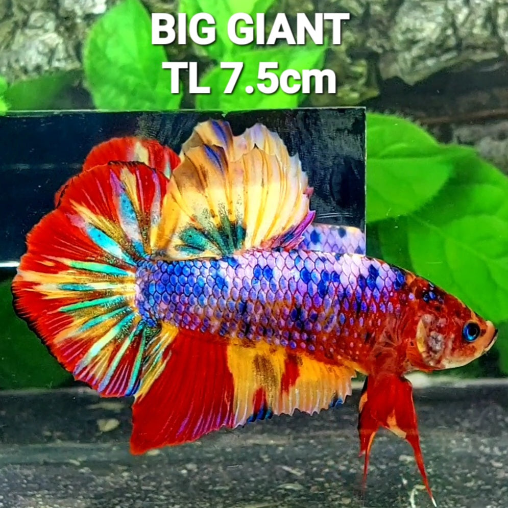 Multicolor Pink Purple Candy Galaxy GIANT HMPK Male