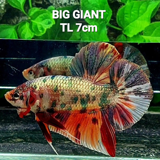 Multicolor Copper Green Gold Candy GIANT HMPK Male