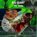 Multicolor Copper Green Gold Candy GIANT HMPK Male