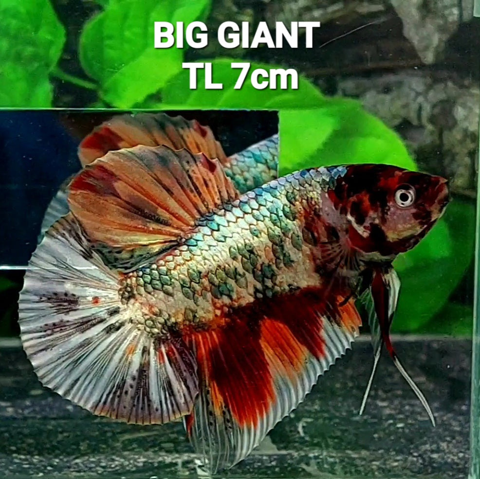 Multicolor Copper Green Gold Candy GIANT HMPK Male