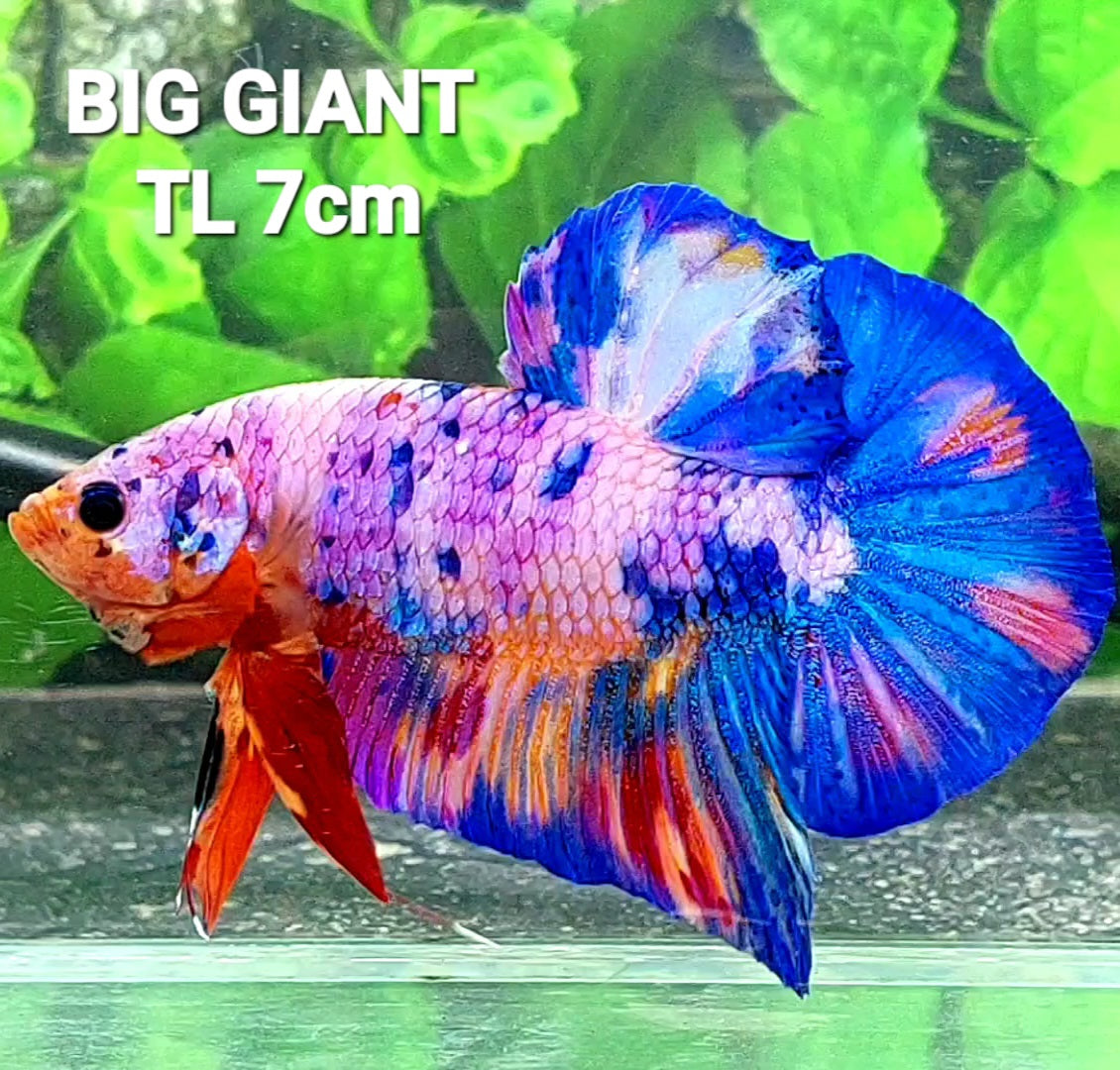 Multicolor Pink Purple Candy GIANT HMPK Male