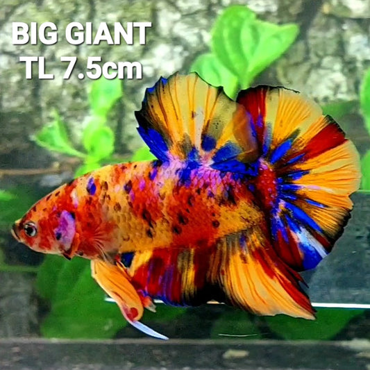 Multicolor Pink Purple Candy Galaxy GIANT HMPK Male