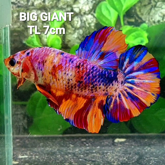 Multicolor Pink Purple Candy Galaxy GIANT HMPK Male