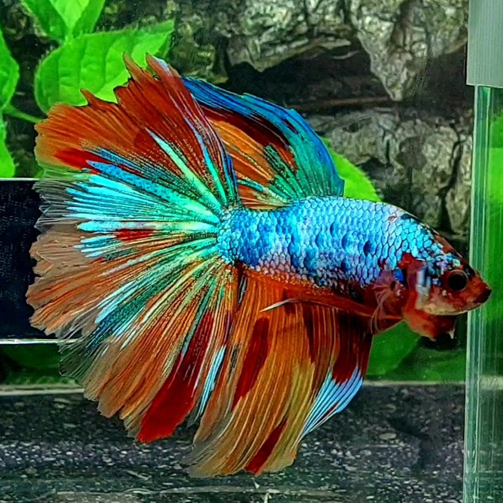 Multicolor Candy Halfmoon Male