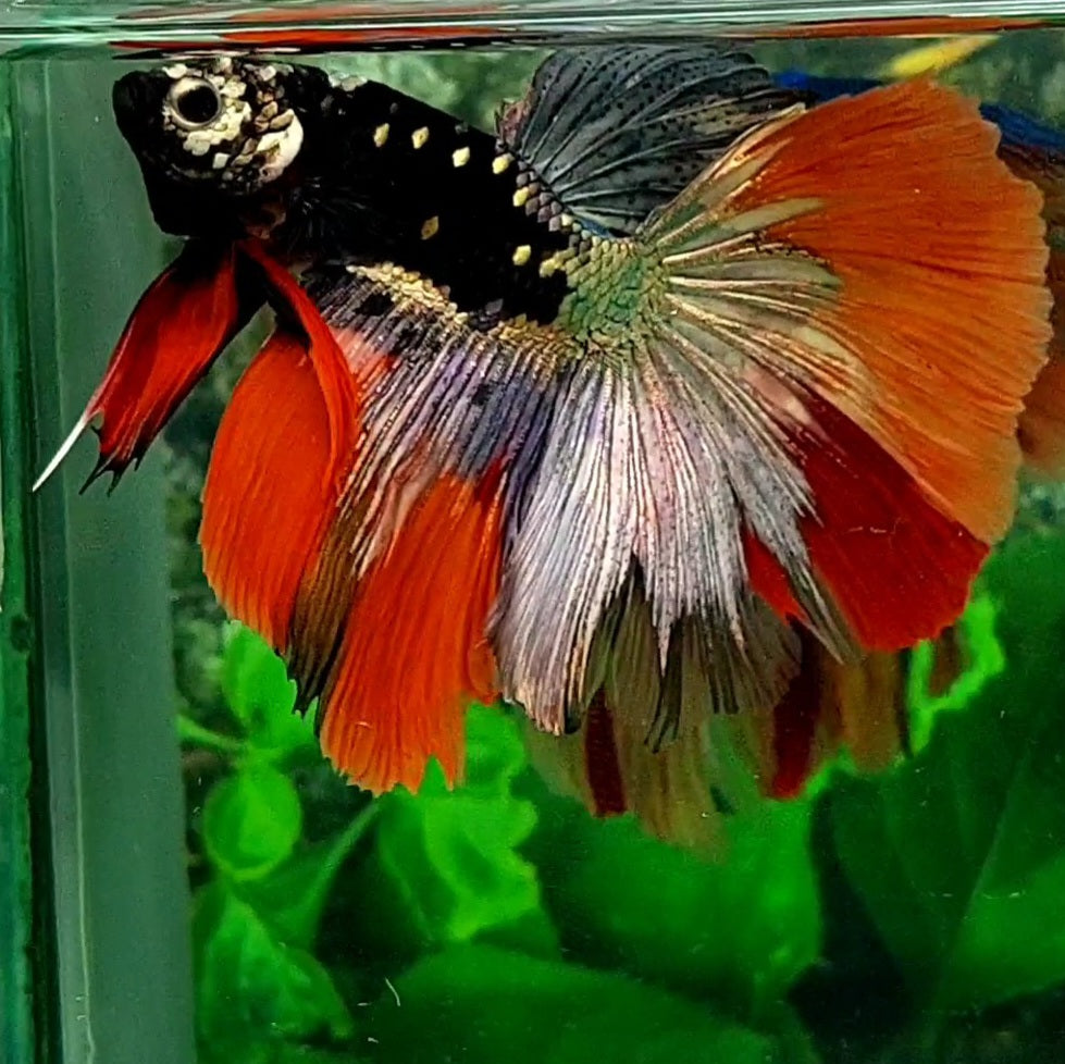 Black Star Copper Gold Candy Halfmoon Male