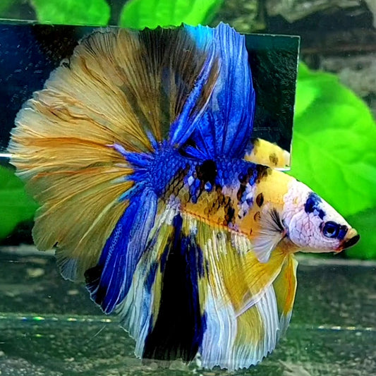 Yellow Blue Pink Koi Galaxy Halfmoon Male