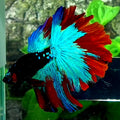 Black Multicolor Galaxy Halfmoon Male