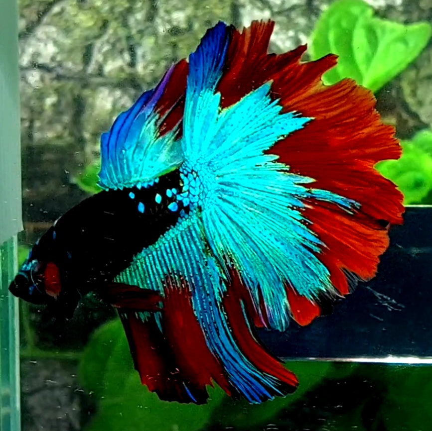 Black Multicolor Galaxy Halfmoon Male