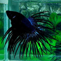 Black Orchid Crowntail Male