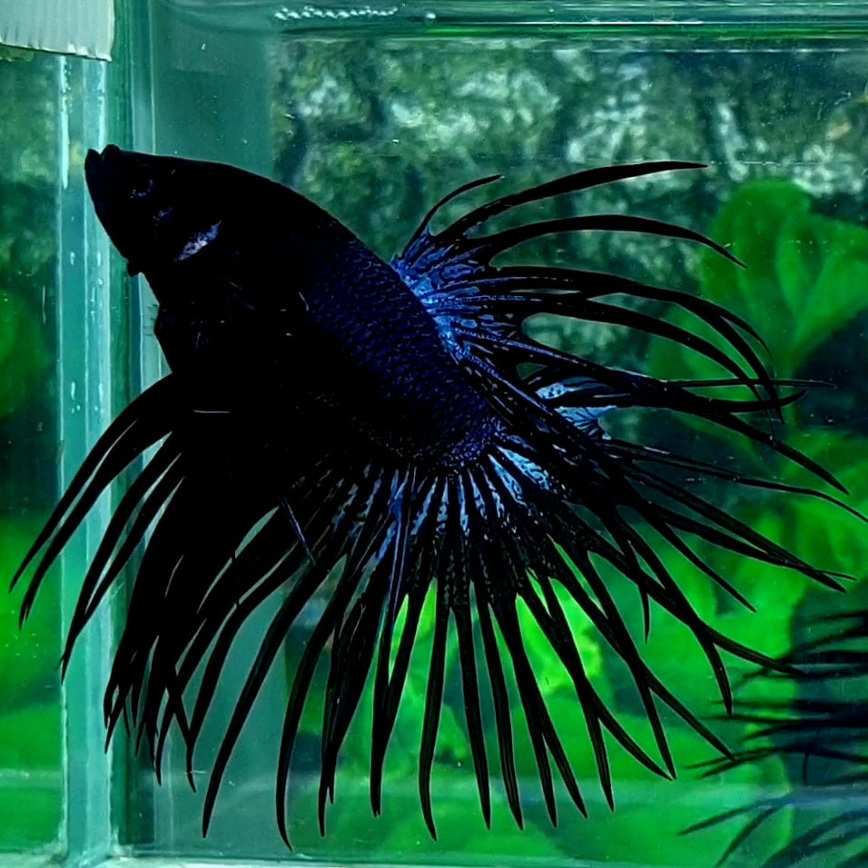 Black Orchid Crowntail Male