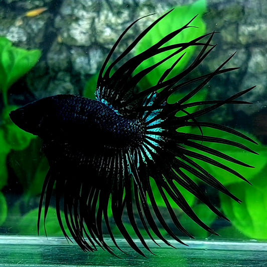 Black Orchid Crowntail Male