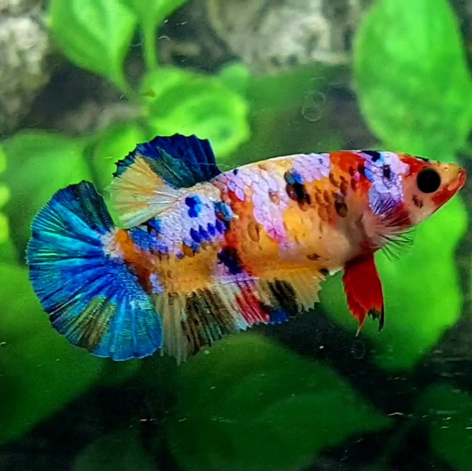 Multicolor Galaxy HMPK Female For Sorority / Breed