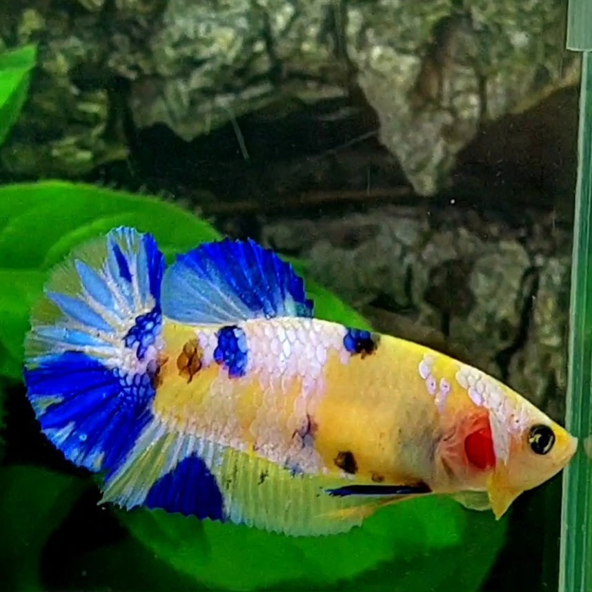 Yellow Pink Blue Galaxy HMPK Female For Sorority / Breed