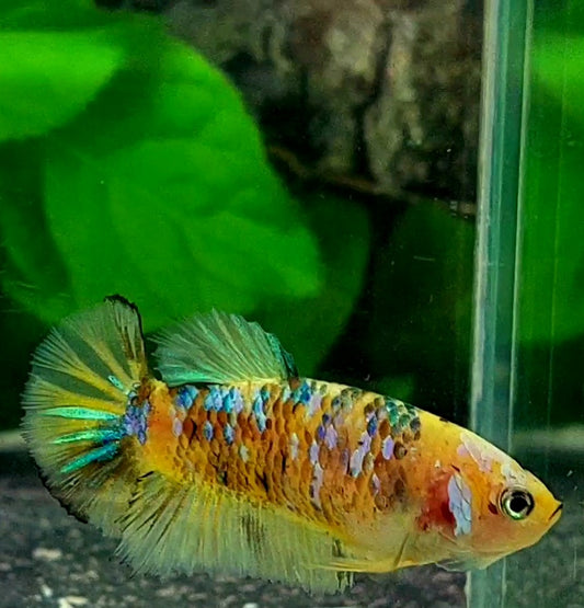 Yellow Koi Galaxy HMPK Female For Sorority / Breed